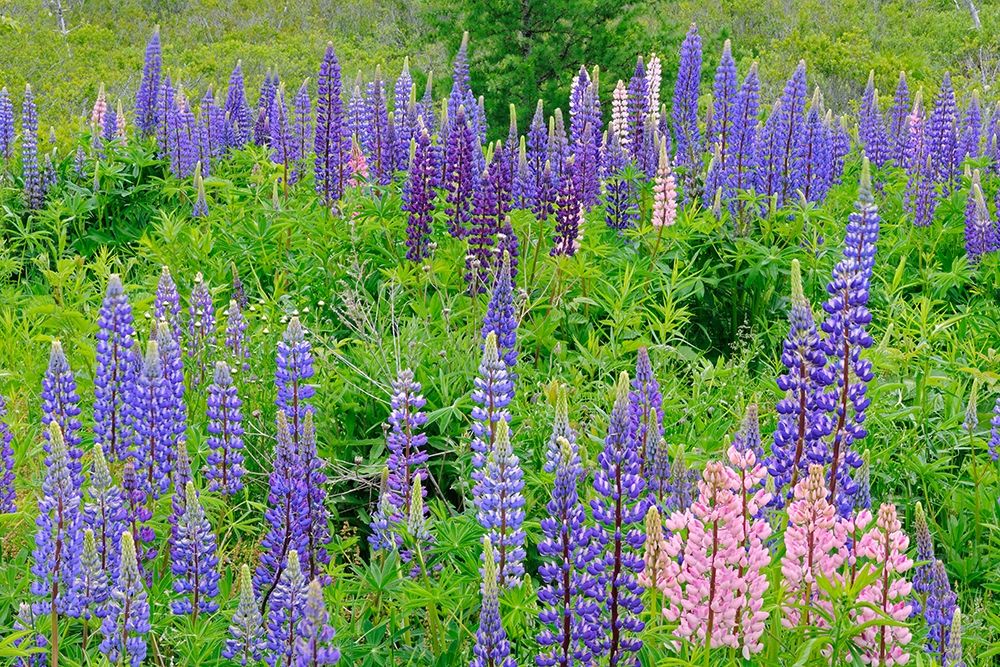 Canada-Nova Scotia-Lunenberg Lupine flowers in field art print by Jaynes Gallery for $57.95 CAD